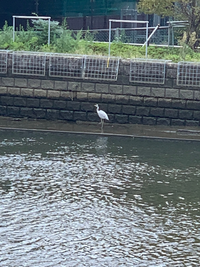 この水鳥はなんという種類ですか カテゴリー違いだったらすみません 淀屋橋の川 Yahoo 知恵袋