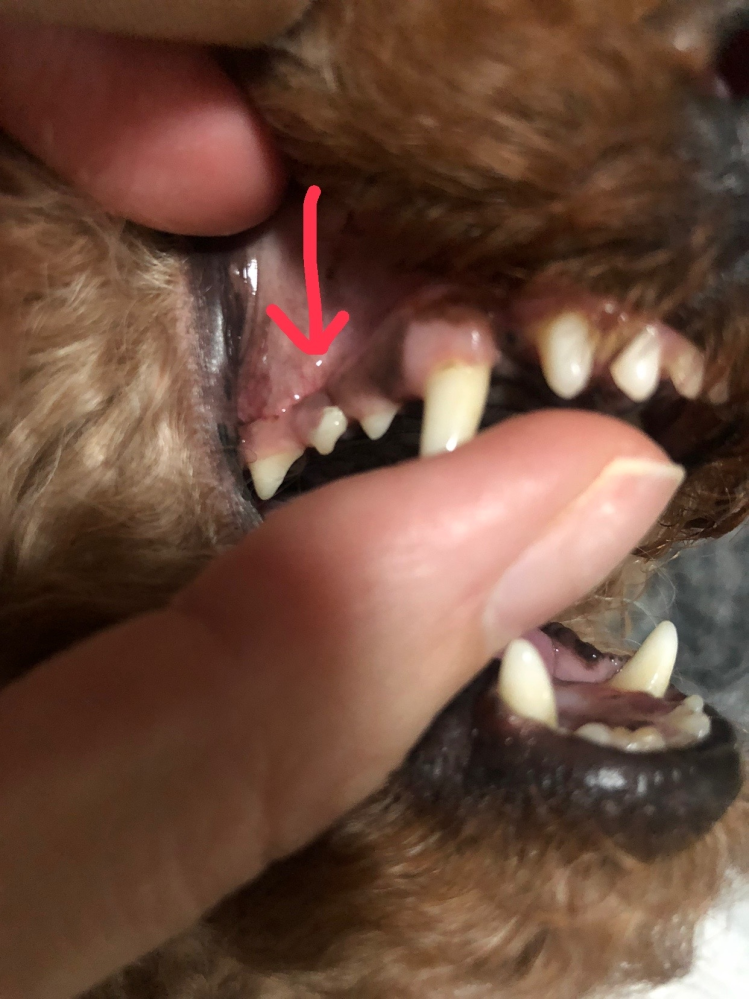 愛犬の歯がグラグラして抜けそう 3歳のトイプードルなんですが Yahoo 知恵袋