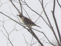野鳥ツグミでしょうか シロハラにも似てるような気がするのですが 正 Yahoo 知恵袋