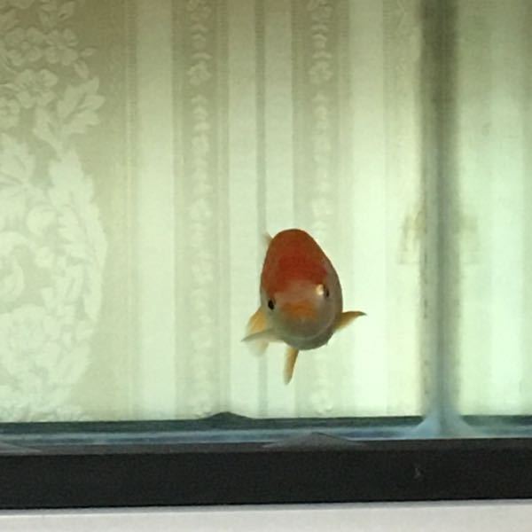 金魚 らんちゅう の腹ビレが片方根本からない状態です 昨日熱 Yahoo 知恵袋