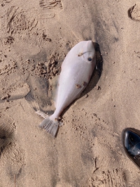 この魚はなんですか ウスバハギです カワハギの仲間で淡白で美味な白 Yahoo 知恵袋