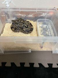 ボールパイソンをプラケースで飼育し始めたのですが ケース内の温度が Yahoo 知恵袋