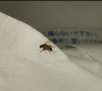 写真あり コバエ駆除したいのでなんの種類か 対策を教えていただきたいです Yahoo 知恵袋