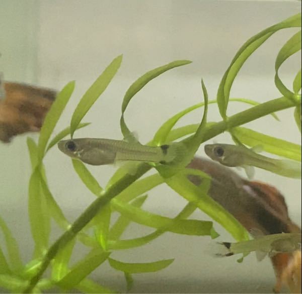 こんにちは 私はカワヨシノボリ オス2匹メス1匹 を飼っています 先日捕まえて Yahoo 知恵袋