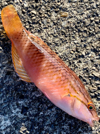 これ、なんという魚ですか？駿河湾の堤防釣りで釣れました。 