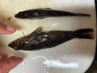 このお魚はなんという名前でしょうか 食べられますか 三浦の三崎で釣りました Yahoo 知恵袋