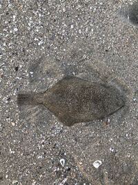 ヒラメ カレイ これはヒラメですか Yahoo 知恵袋