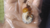 ギラファノコギリクワガタの幼虫の頭が少し凹んでいます。(白光してる所) 死なずに羽化までこぎつけられますか？
また成虫になる時悪影響はありませんか？