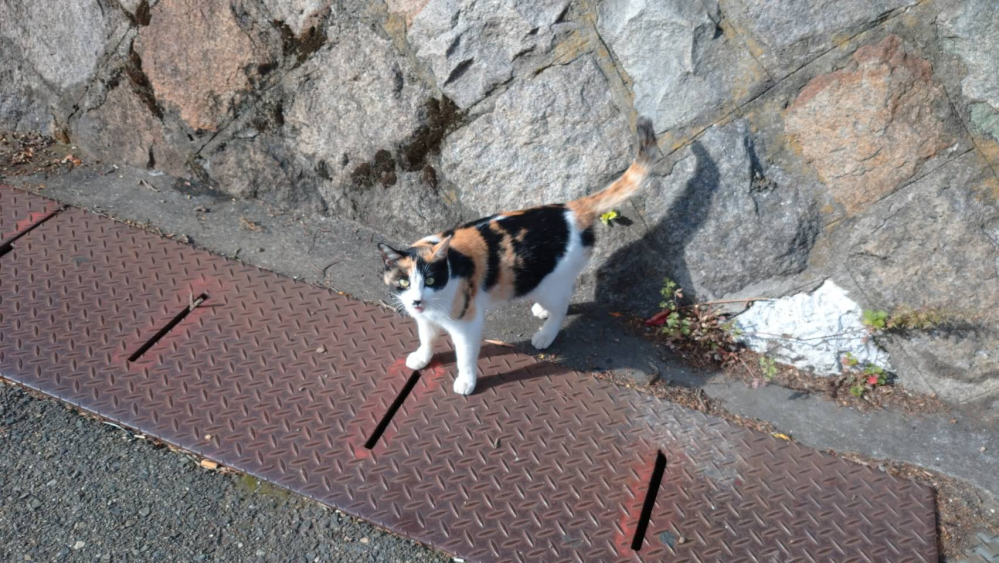 三毛猫でしょうか？ いっぱいいるのですが・・・ｗｗ