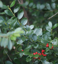 今日午前中、北九州市の郊外を散歩中に見た赤い実の木です。この木の名前を知りたいです。教えて下さい 