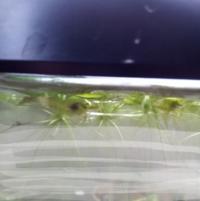 ミナミヌマエビが 浮草に捕まっているのですが 酸欠サインでしょうか Yahoo 知恵袋