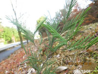 自生の幼木の名前を教えてください、
岐阜県米田白山で、
撮影20211208 