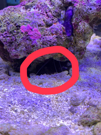 海水魚水槽についてライブロックについているのこ糸 のようなうねうねした生き物 Yahoo 知恵袋