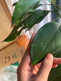 買ったばかりのアボカドの葉っぱに白い粉が付きました これはうどんこ Yahoo 知恵袋