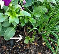 何の花でしょうか の葉っぱです 上のパンジーの苗を植えたら一緒に生えていま Yahoo 知恵袋