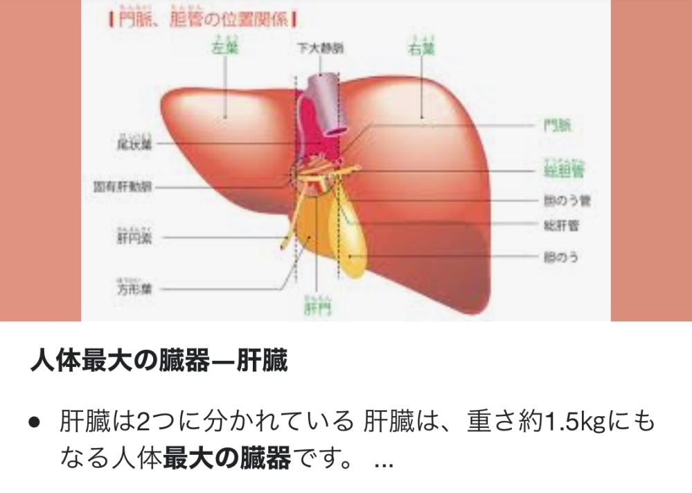 肝臓は 最大の臓器 らしいのですが 胃の方が大きくて重いのではない Yahoo 知恵袋