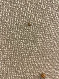 なんか部屋の壁にいたんですが、なんでしょうこの虫。気持ちが悪いです。右下のは画鋲です。 