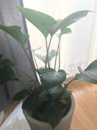 この観葉植物の名前を教えてください 猫を飼おうと思ってるので 毒が Yahoo 知恵袋
