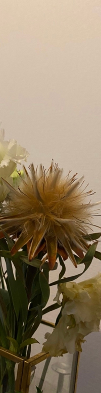 この花の名前この花の名前わかるかたいらっしゃいますか 最初は緑色の閉じた松ぼ Yahoo 知恵袋