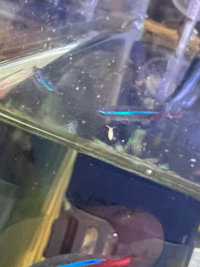 今日気付きましたが 水中を跳ねるよう泳ぐ虫がいます 何という虫で Yahoo 知恵袋