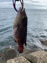 この魚はコブダイの幼魚でしょうか はい そうです Yahoo 知恵袋