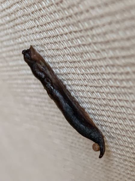 玄関の内壁に着いていました 虫の蛹かと思っていたのですが本当に虫の蛹でしょうか？ なんの蛹でしょう？