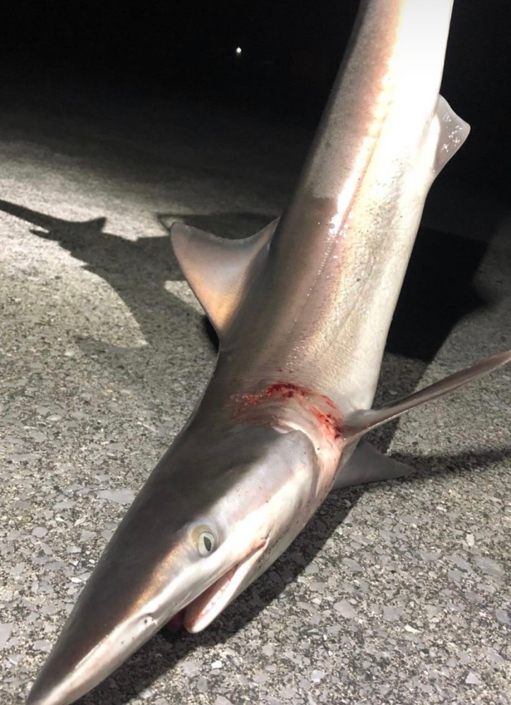 このサメはメジロザメで間違いないでしょうか 大きさはどれくら Yahoo 知恵袋