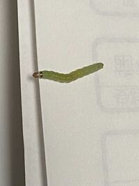 ミカンの皮の中に居た虫の名前を教えて下さい！ ミカンに小さな穴が空いており、皮を剥いてみたところ、緑色の小さな幼虫が出てきました。
何の虫でしょうか？