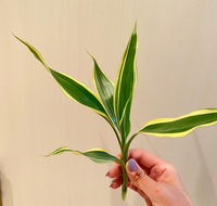 女の子に付ける名前で 桔梗って変でしょうか キキョウという花からとりまし Yahoo 知恵袋