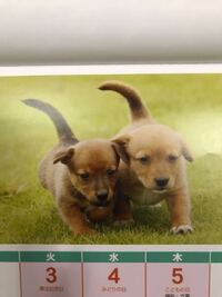 写真の犬はなんていう種類ですか うーん 雑種では ゴールデンにし Yahoo 知恵袋