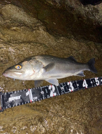 この魚の名前を何方か分かりませんか 知っていたら教えてください マルス Yahoo 知恵袋