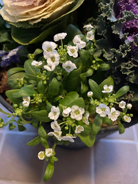 この白い小花の名前を教えてくださいこのお花の名前は何というのでしょうか 教え Yahoo 知恵袋