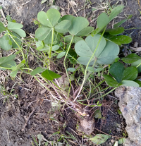 この白い大根のような根を形成するカタバミの名前を教えて下さい ムラサキ Yahoo 知恵袋