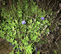 この花の名前を教えてくださいよろしくお願いします 青い小さな花が咲 Yahoo 知恵袋