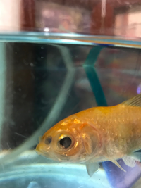 金魚の目がやや白くなっています ひれはきれいに開きますが 動きがや Yahoo 知恵袋
