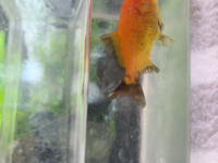 金魚について質問なんですけど この尾は怪我なんでしょうか そ Yahoo 知恵袋