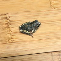 1月なのに何故か家の中でアマガエルを見つけました 何かのきっかけで冬眠から覚 Yahoo 知恵袋