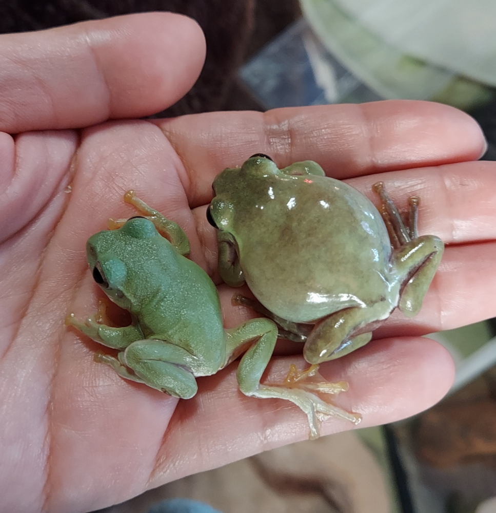 モリアオガエルがガリガリになり 強制給餌で イエコオロギsを二匹あ Yahoo 知恵袋