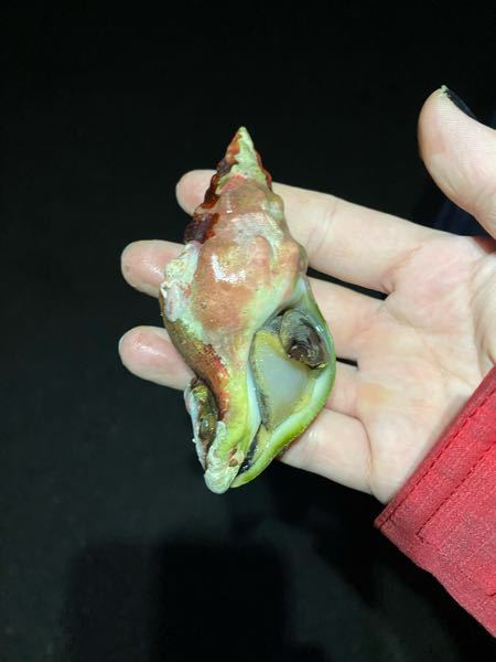 磯遊びをしていて見つけました この貝は食べれますでしょうか？ 千葉県勝浦市にて採取しました