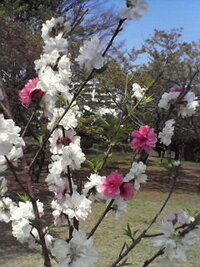 近所に咲くこの桜のような赤い花の名前がわかりません 桜のように Yahoo 知恵袋