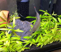 熱帯魚なのですが口の上らへんに赤い出来物があって原因が分からずにいますどなた Yahoo 知恵袋