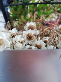 去年の花かんざしをカットしたのを取っておいてるんですが 種を取って植えたら咲 Yahoo 知恵袋