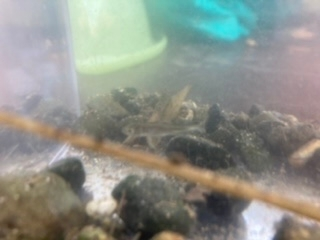 すごく分かりにくい写真で申し訳ありませんが 川でとってきた魚です 何の稚魚か Yahoo 知恵袋