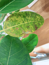 室内で育てている観葉植物が病気のようです 何という病気でしょうか Yahoo 知恵袋