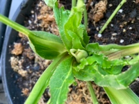 クリスマスローズ初心者です 21年11月に購入したダブル糸ピコ Yahoo 知恵袋