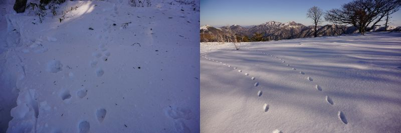 雪原の足跡について 徳島県の三嶺に先週、登山に行ってきました。 ２種類の見慣れない足跡を発見しました。どちらも足跡の長さは２０ｃｍ弱だったと思います。 何の動物でしょうか。ご教示をお願いいたします。