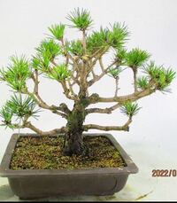 この盆栽は 先端にしか葉がない不恰好です 手入れが下手すぎる人がや Yahoo 知恵袋