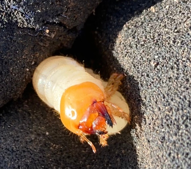 これは何クワガタの幼虫ですか？