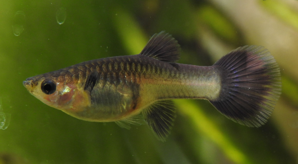 フルブラックとして稚魚を買って育てたら、雄は黒っぽいモスコーブルー（モスコーブルーらしい赤い斑紋が尾筒にある）みたいになり、雌は下のような表現になりました。 この魚は何でしょうか？ emeral...