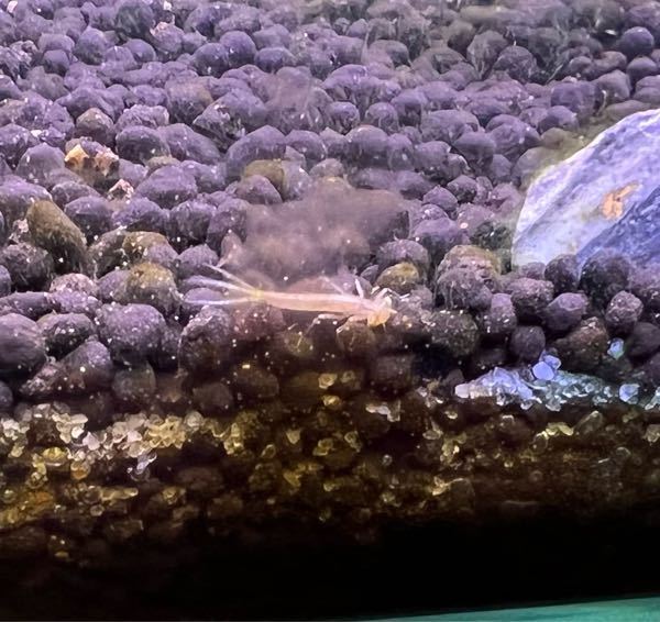 熱帯魚の水槽に入れた覚えのない生体がいます。 これが何か分かる方いらっしゃいませんか？